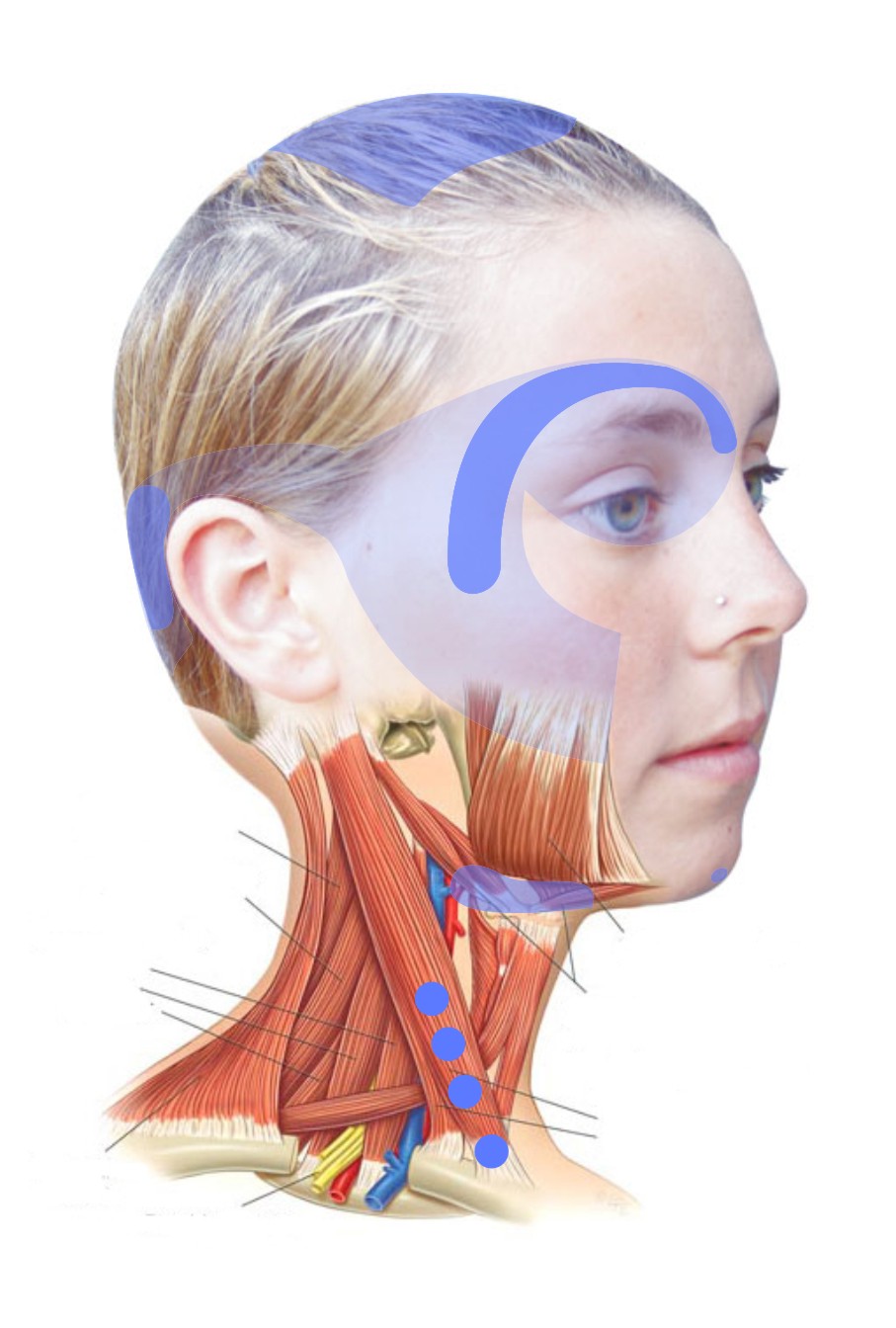Tibetanska refleksna terapija vratu in glave - Damara masaže in terapije Velenje